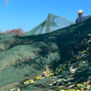 Douro olive oil harvest