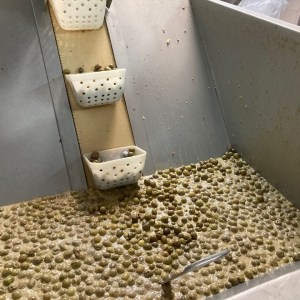 Tavira olive oil tour