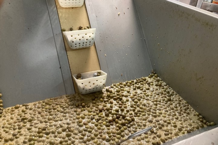 Tavira olive oil tour