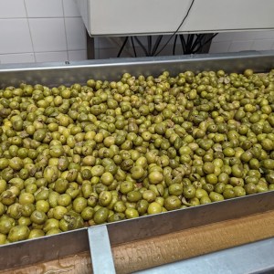 Tavira olive oil tour