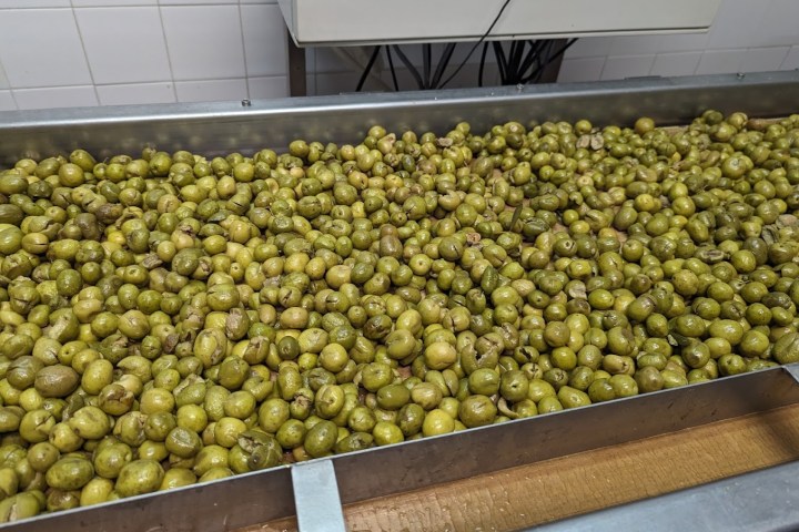 Tavira olive oil tour