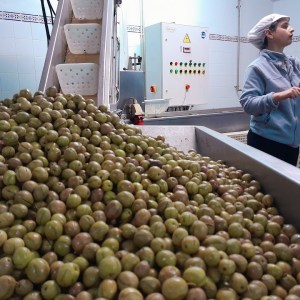 Tavira olive oil tour