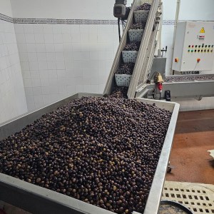 Tavira olive oil tour