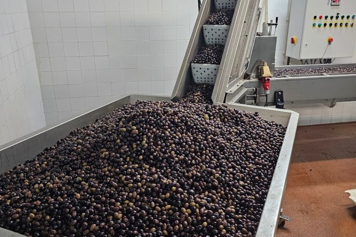 Tavira olive oil tour