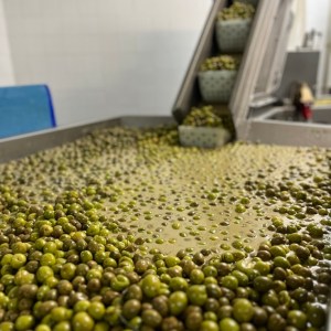 Tavira olive oil tour