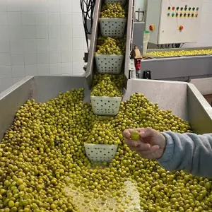 Tavira olive oil tour