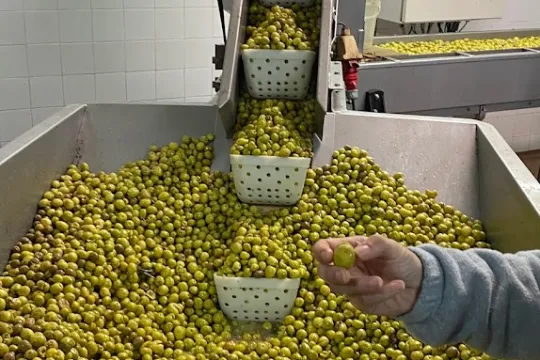 Tavira olive oil tour