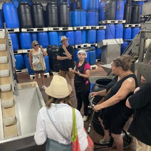 Tavira olive oil tour