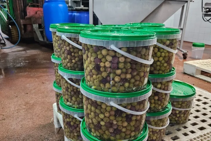 Tavira olive oil tour