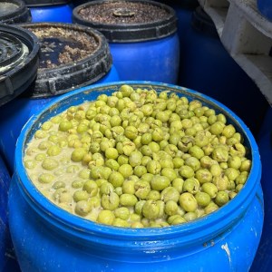 Tavira olive oil tour