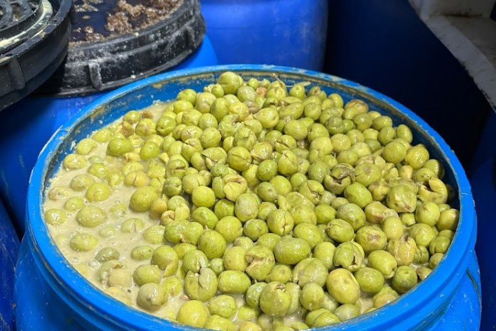 Tavira olive oil tour