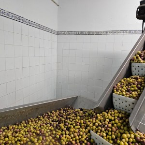 Tavira olive oil tour