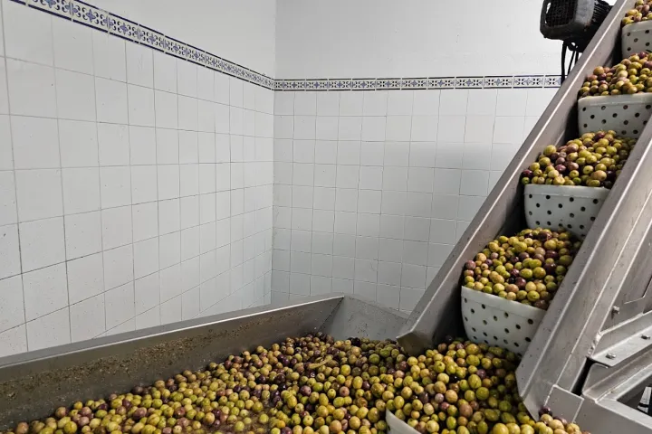 Tavira olive oil tour