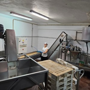 Tavira olive oil tour