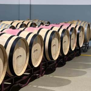 cartaxo wine tasting