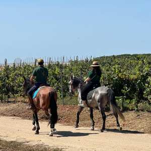 cartaxo wine tasting