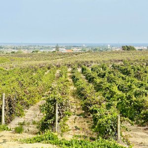 cartaxo wine tasting