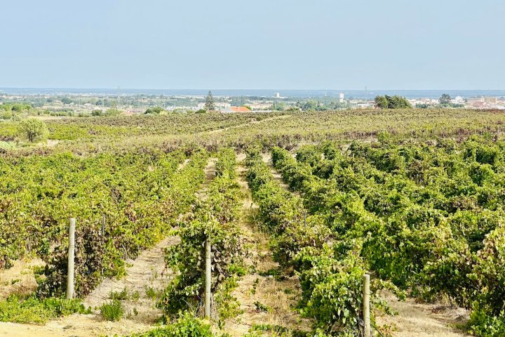 cartaxo wine tasting