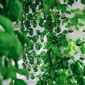 Lisbon Vertical Farm Tour