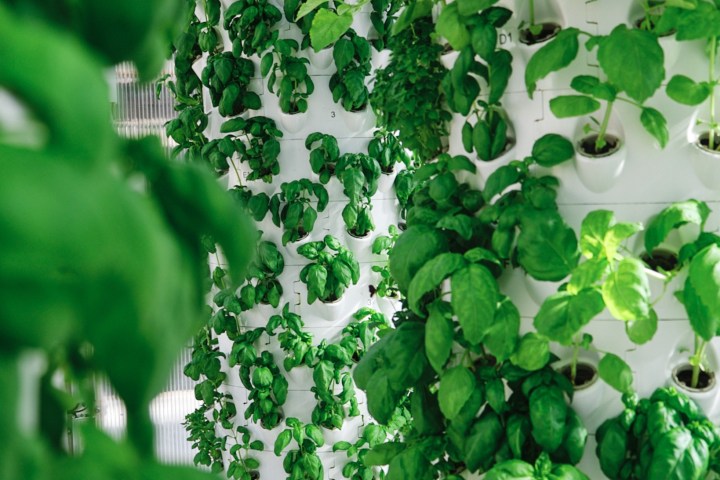 Lisbon Vertical Farm Tour