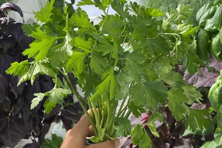 Lisbon Vertical Farm Tour