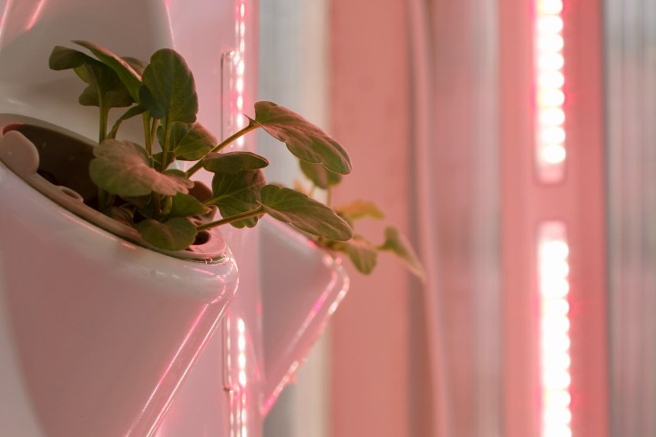 Lisbon Vertical Farm Tour
