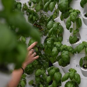 Lisbon Vertical Farm Tour