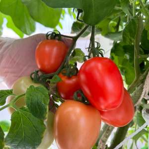 Lisbon Vertical Farm Tour