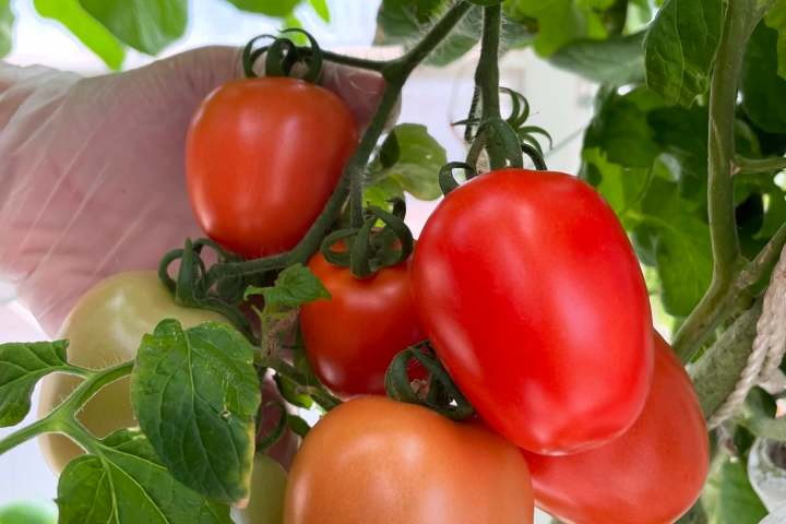 Lisbon Vertical Farm Tour