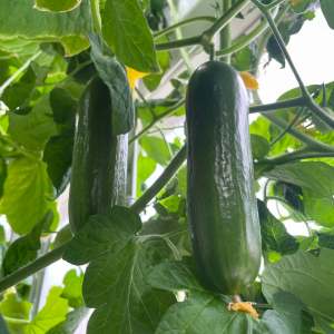Lisbon Vertical Farm Tour