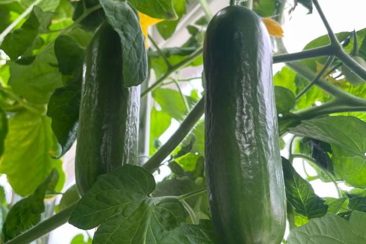 Lisbon Vertical Farm Tour