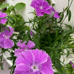 Lisbon Vertical Farm Tour