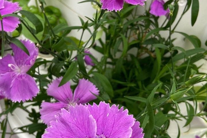 Lisbon Vertical Farm Tour