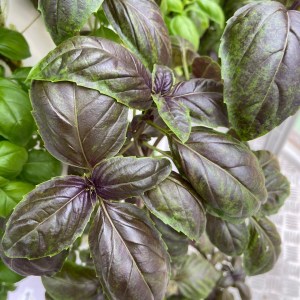 Lisbon Vertical Farm Tour