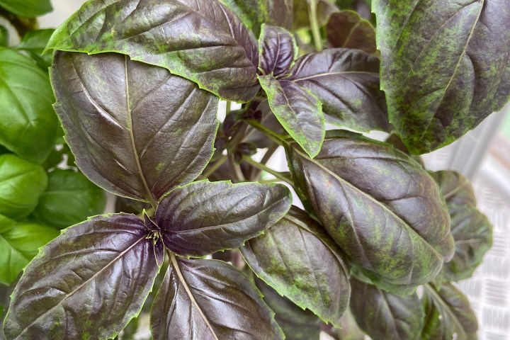 Lisbon Vertical Farm Tour