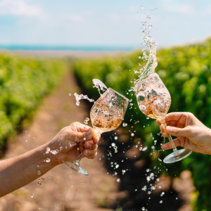 Walk through the Vineyards in Cartaxo