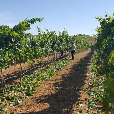 Zambujeira do mar Wine Tasting