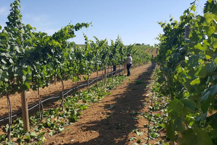 Zambujeira do mar Wine Tasting