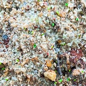 Salicornia Farm Tour