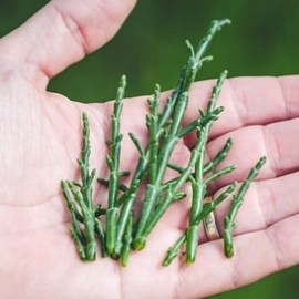 Salicornia Farm Tour