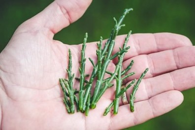 Salicornia Farm Tour