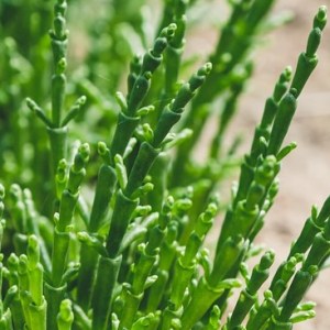 Salicornia Farm Tour