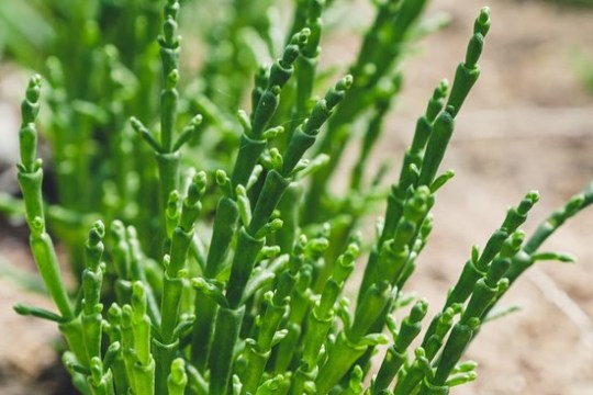 Salicornia Farm Tour