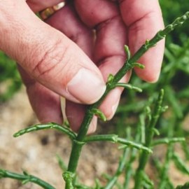 Salicornia Farm Tour