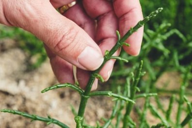 Salicornia Farm Tour