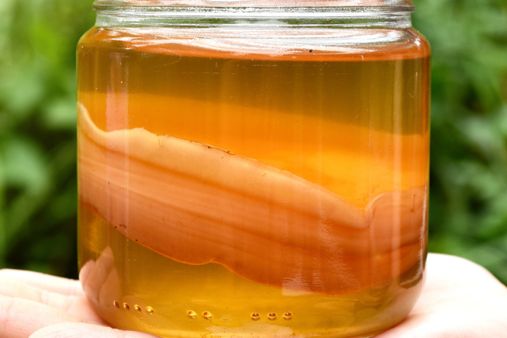 Wild Fermented Drinks Tour
