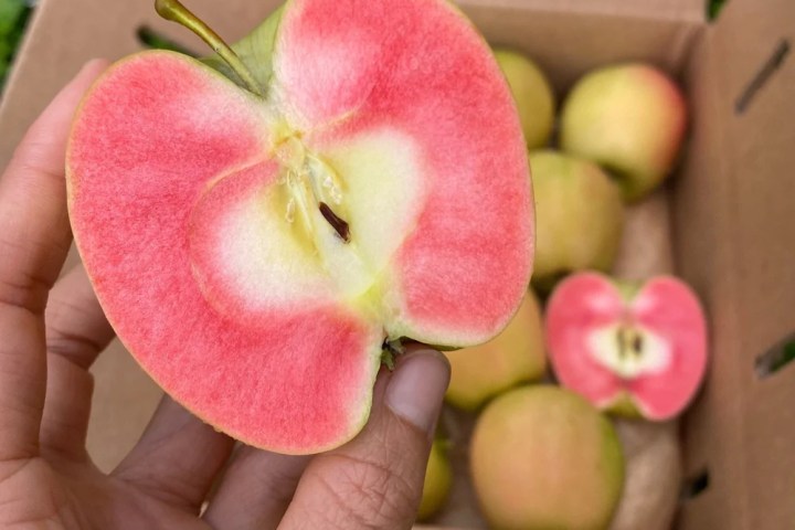 Porto fruit farm tour