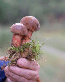 Wild Mushroom Tour