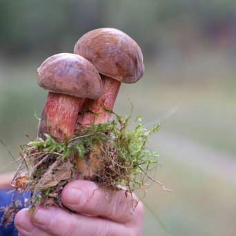 Wild Mushroom Tour