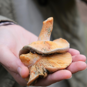 Wild Mushroom Tour